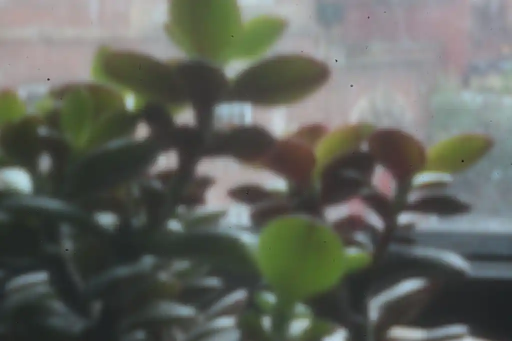 blurry picture of plant