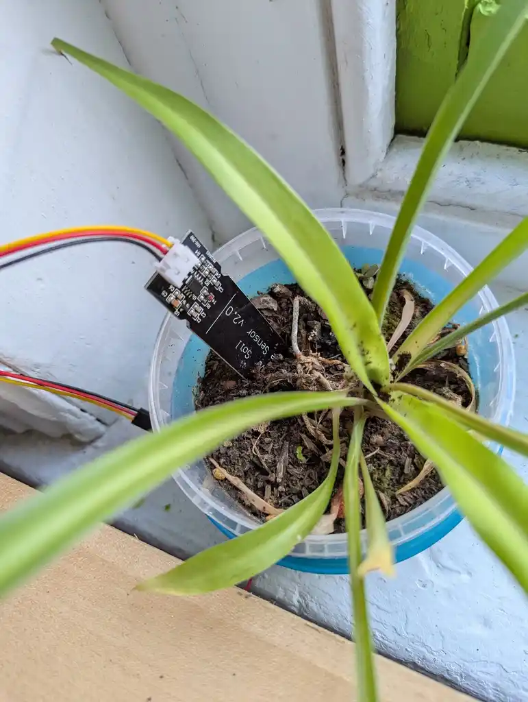 picture of moisture sensor embedded in plant pot