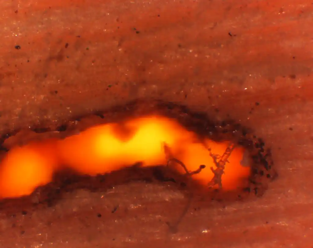 microscope image of a fissure in material